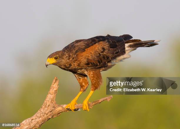 harris hawk perched on a tree branch - harris hawk stock pictures, royalty-free photos & images