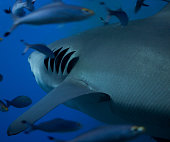 Bull shark gills