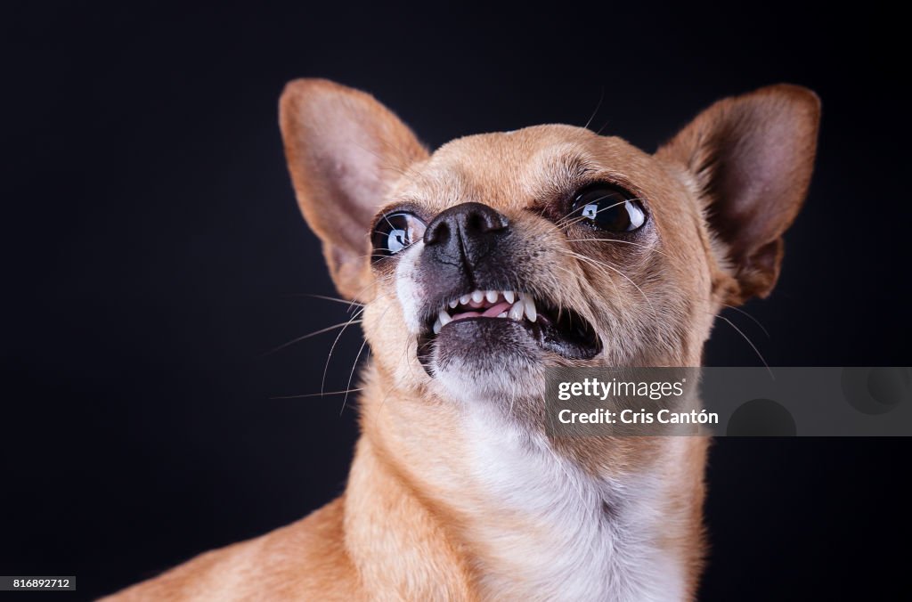 Angry chihuahua dog