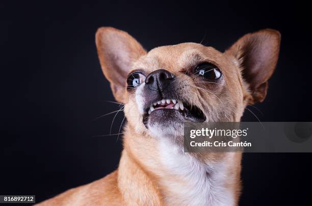 angry chihuahua dog - chihuahua dog stock pictures, royalty-free photos & images