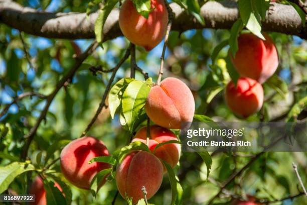 ripe peaches hang from tree ready for harvest - peach fotografías e imágenes de stock