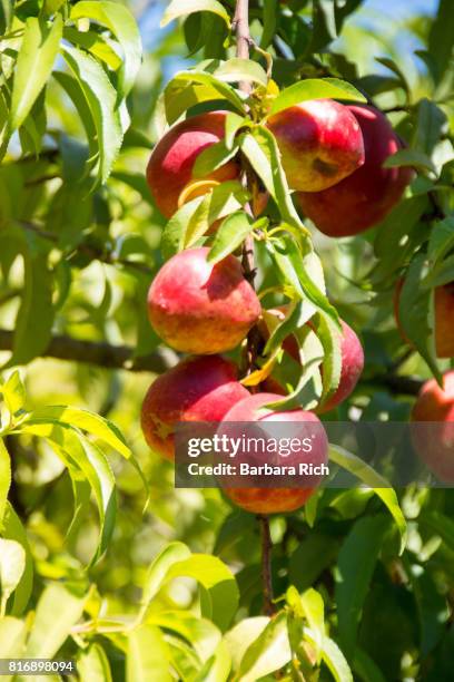 clusters of ripe nectarines hang from tree ready for harvest - nectarine tree stock pictures, royalty-free photos & images