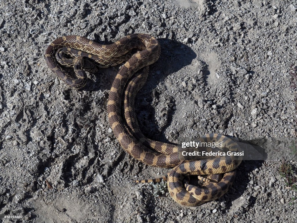 Bullsnakes Mating, Yellowstone National Park
