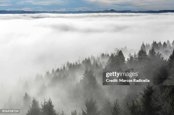 foggy forest - 德巴里洛切 個照片及圖片檔