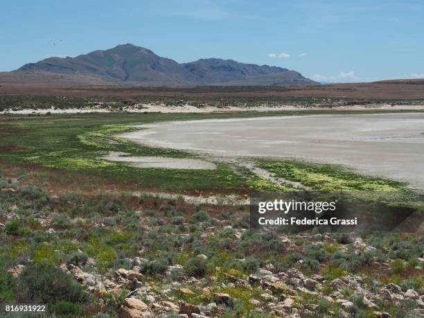white rock bay, antelope island state park - ilha de antelope imagens e fotografias de stock