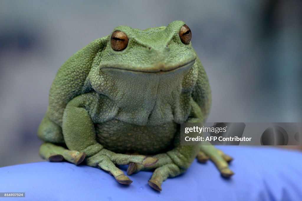 ECUADOR-CONSERVATION-FROGS-BIO TRADE