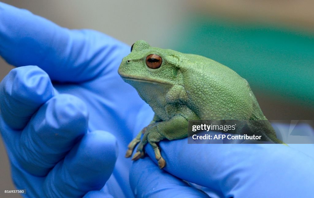ECUADOR-CONSERVATION-FROGS-BIO TRADE