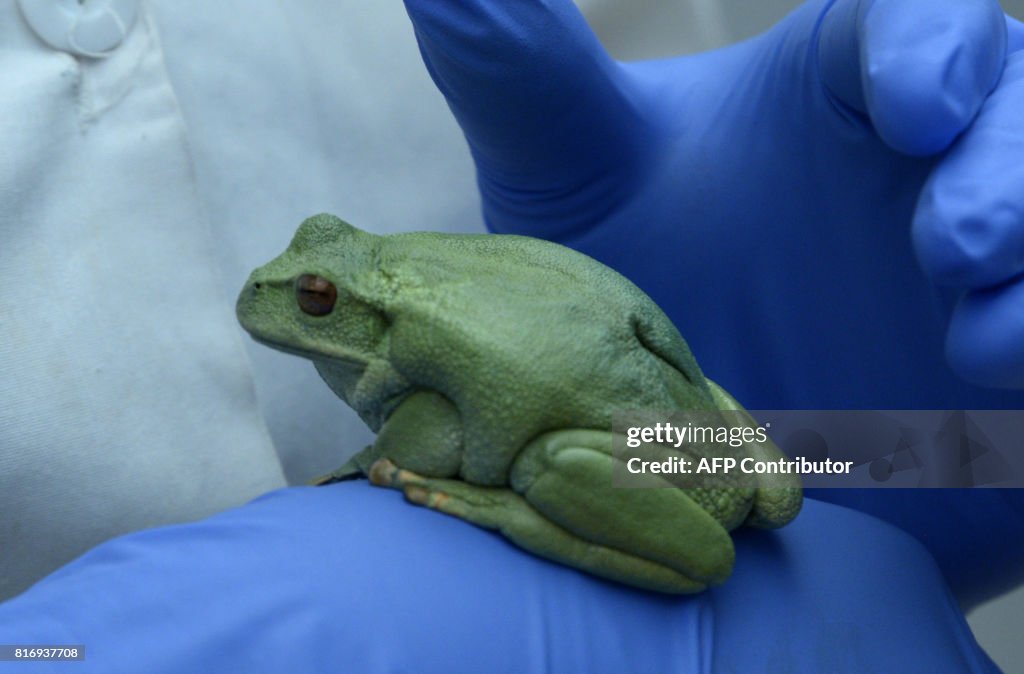 ECUADOR-CONSERVATION-FROGS-BIO TRADE