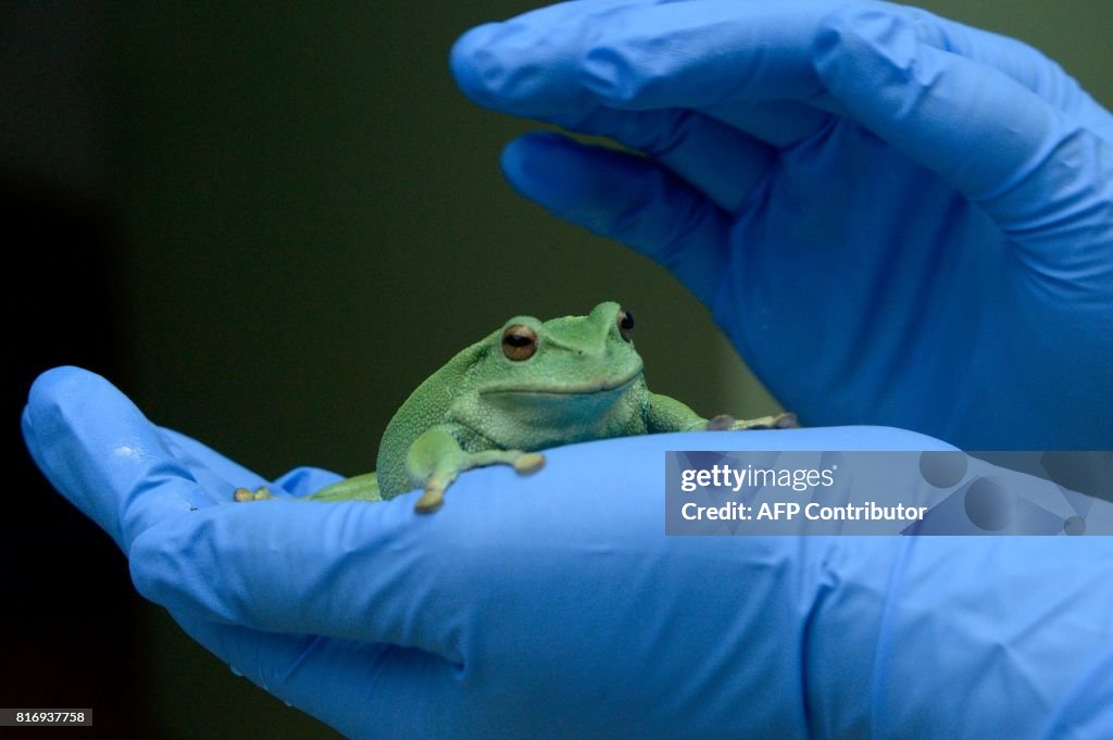 ECUADOR-CONSERVATION-FROGS-BIO TRADE