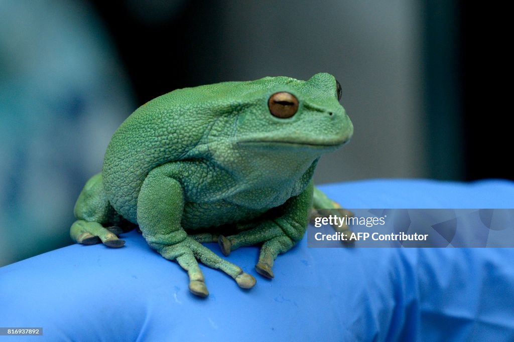 ECUADOR-CONSERVATION-FROGS-BIO TRADE