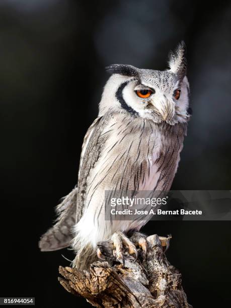 eurasian scops owl perched on an old trunk of tree hunting with the eyes open. spain, - both eyes open looking away bildbanksfoton och bilder
