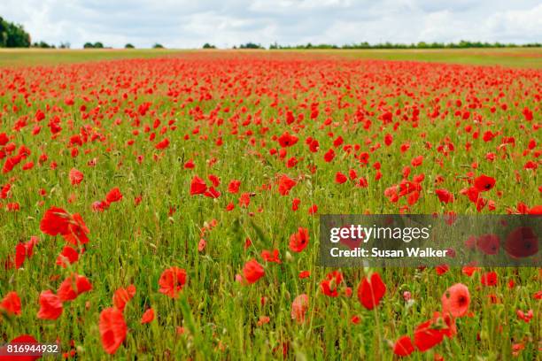 poppy field - suffolk england imagens e fotografias de stock