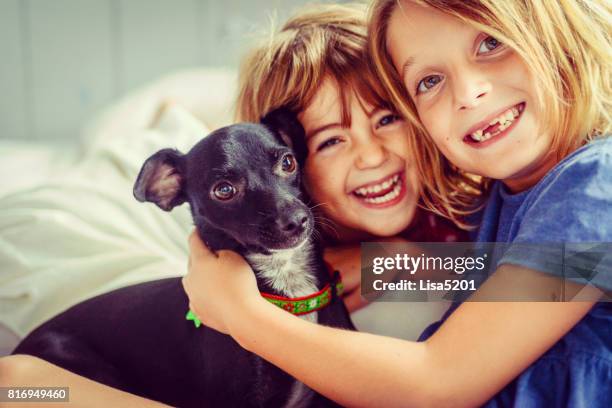 our cute pup - chihuahua love stock pictures, royalty-free photos & images