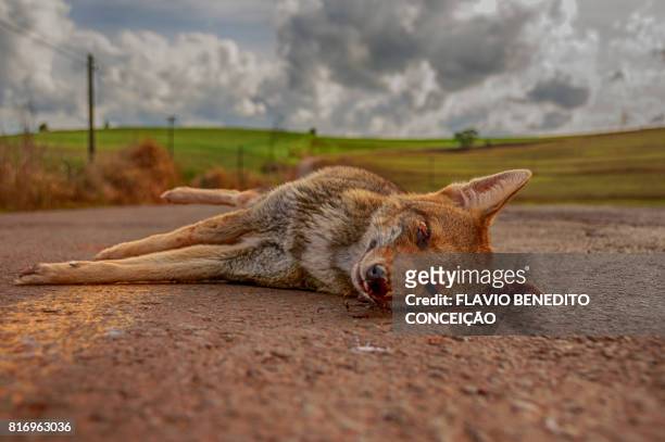wild dog killed by highway run-off in the rural area of londrina in brazil - wild dog stock-fotos und bilder