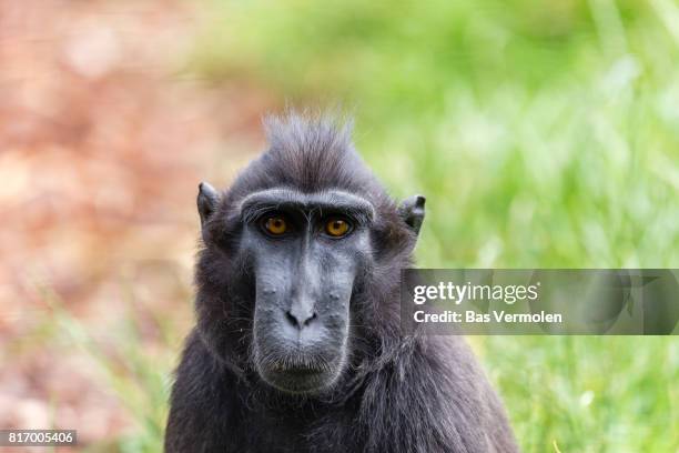 sulawesi crested macaque - celebes macaque stock-fotos und bilder