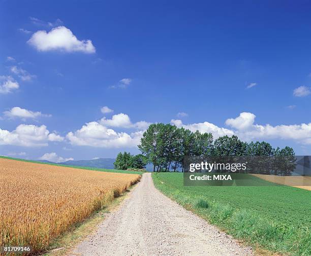 wheat and soybean field, hokkaido, japan - biei town stock pictures, royalty-free photos & images