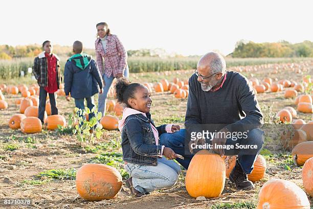 a grandfather and his granddaughter looking at pumpkins - pompoenenveld stockfoto's en -beelden