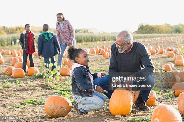 a grandfather and his granddaughter looking at pumpkins - pumpkin patch stock pictures, royalty-free photos & images