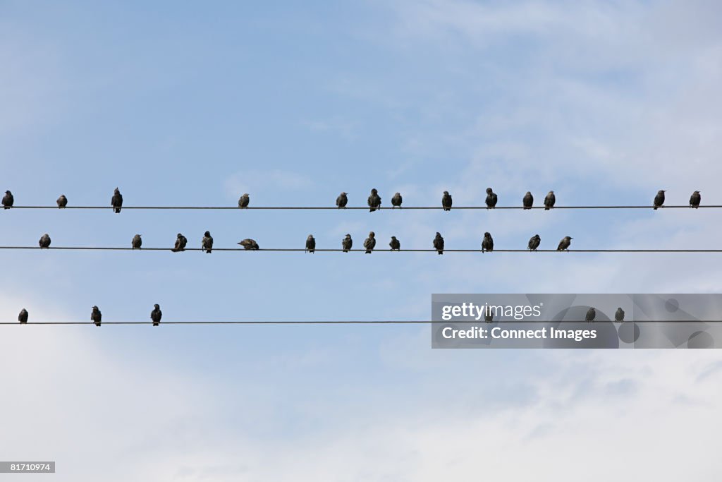 Birds on wires