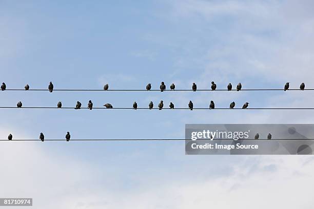 birds on wires - telefonleitung stock-fotos und bilder