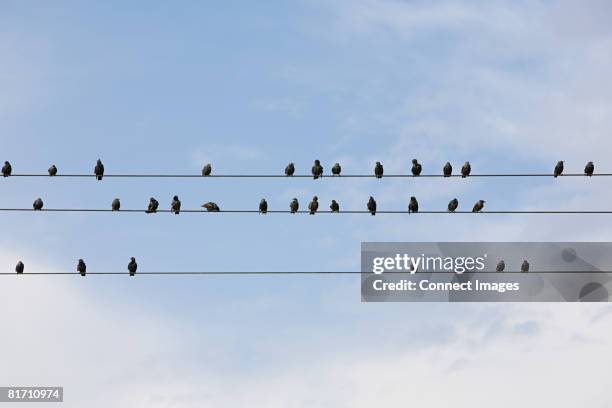 birds on wires - telephone line stock pictures, royalty-free photos & images