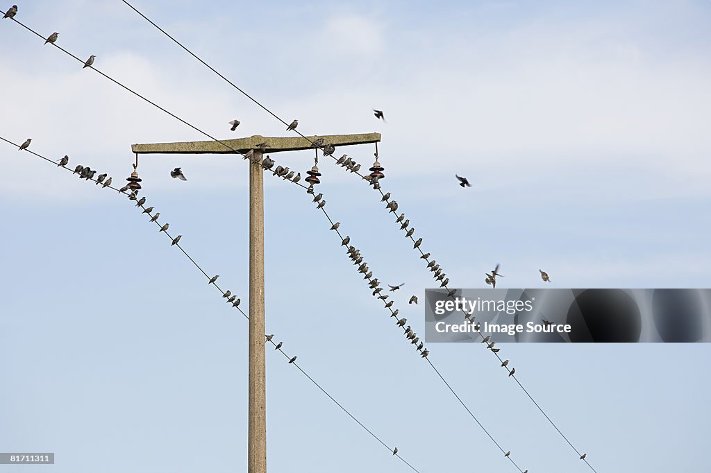 Birds on wires