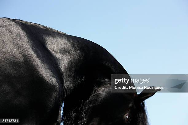 black horse neck and head - friesian horse stock pictures, royalty-free photos & images