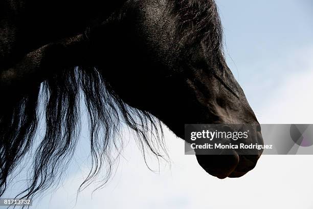 horse face - friesian horse stock pictures, royalty-free photos & images