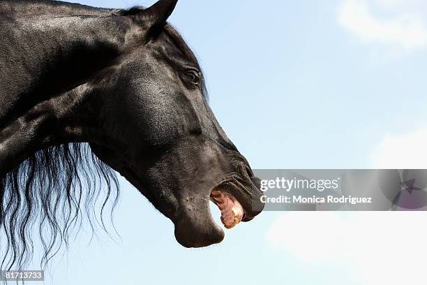 horse face whinnying - friesian horse stock pictures, royalty-free photos & images