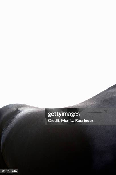 black horse - friesian horse stock pictures, royalty-free photos & images