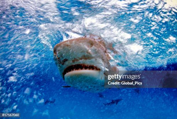 tiger shark (galeocerdo cuvier), bahamas - leopard shark stock pictures, royalty-free photos & images