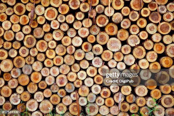 freshly cut tree logs, full frame - japanese cedar tree stock pictures, royalty-free photos & images