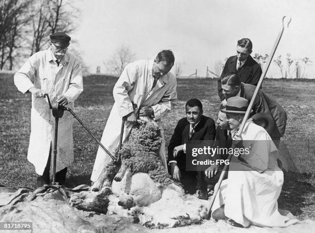 Trial of the new automatic sheep shearing machine at the government's agricultural experimenting station at Beltsville, Maryland, circa 1927. Senator...