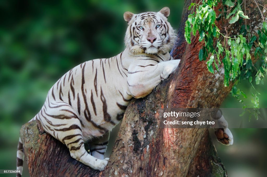 White Tiger portrait