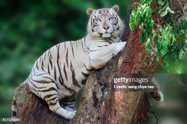 white tiger portrait - tigre de bengala imagens e fotografias de stock