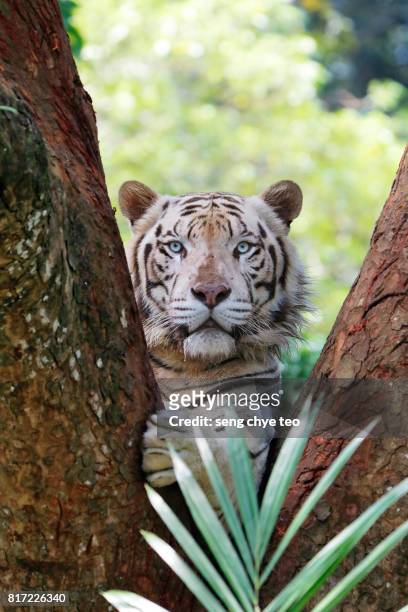 white tiger portrait - indian tigers stock pictures, royalty-free photos & images