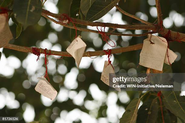 bat on a tree, low angle view - tied to tree stock pictures, royalty-free photos & images