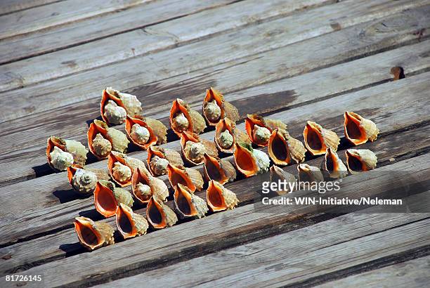 shells on wooden background - conchiglia foto e immagini stock