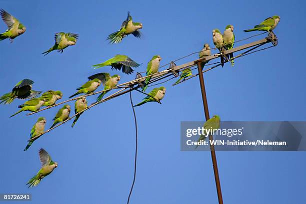 parrots perching on antenna - loro fotografías e imágenes de stock
