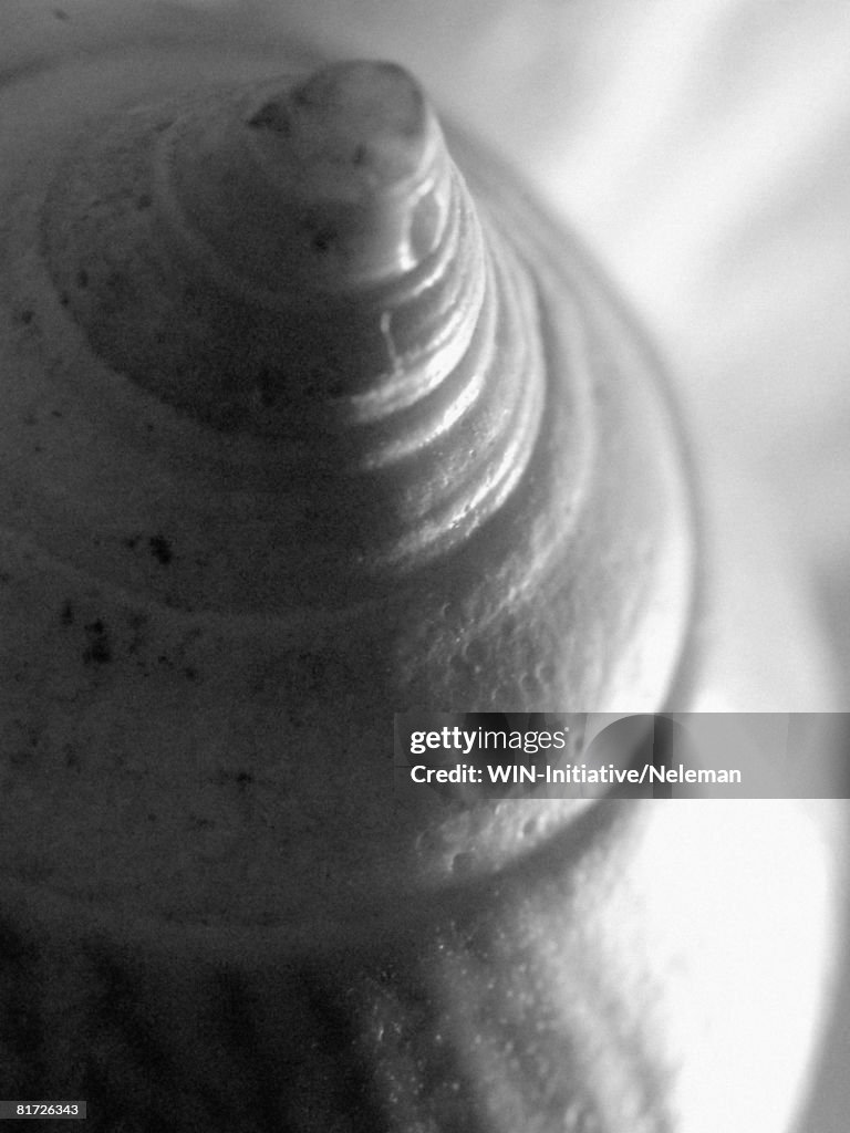 Shell, close-up [B&W]