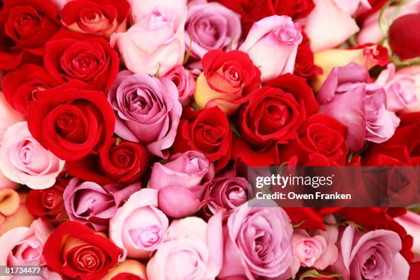 Royal Red Roses Color Pattern 6,576 Red Roses Pattern Stock Photos, High-Res Pictures, and Images ...