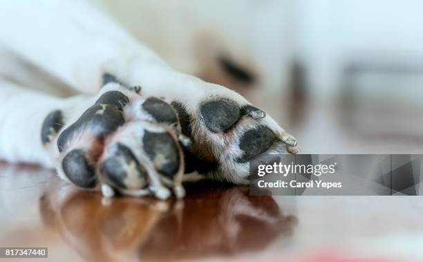 close up dog paws - animal foot foto e immagini stock