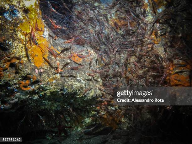 Shrimps are seen into an underwater cave -42 meters below the sea level on July 3 2017 near the 'Zingaro' Natural reserve.