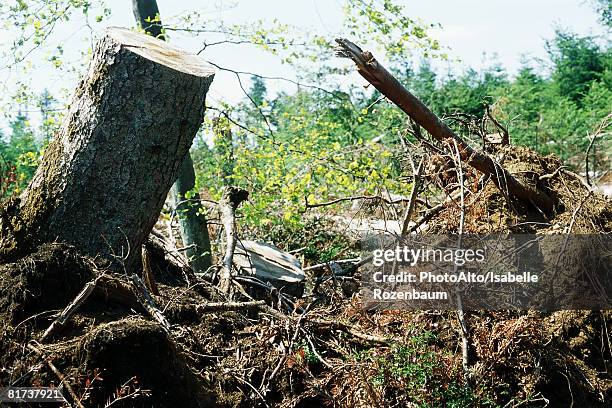 216 Isabelle Forest Stock Photos, High-Res Pictures, and Images - Getty ...