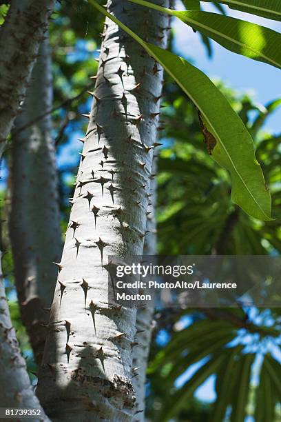 thorny tree branch, low angle view - tree with thorns on trunk stockfoto's en -beelden