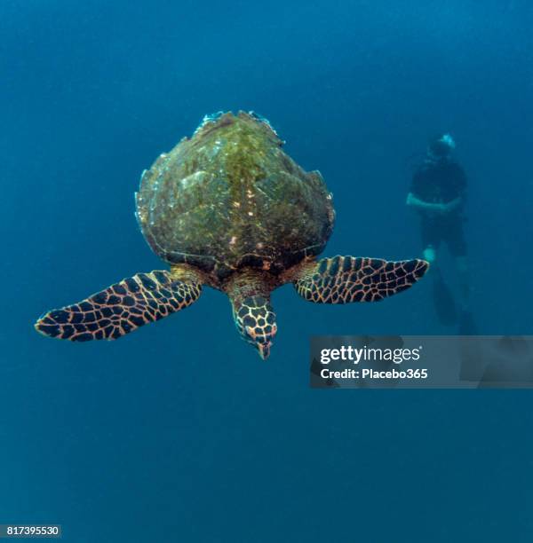 scuba diver and endangered species hawksbill sea turtle (eretmochelys imbricate). - hawksbill turtle stock pictures, royalty-free photos & images