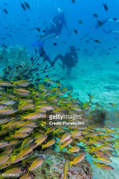 shoal of bigeye snapper (lujanus lutjanus) fish and scuba divers, andaman sea, krabi, thailand. - bigeye fish stock pictures, royalty-free photos & images