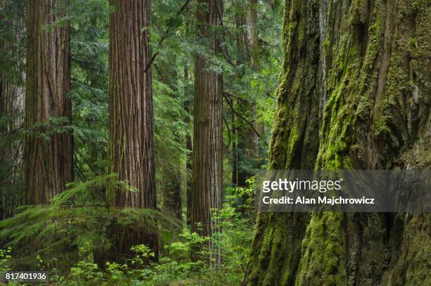 coast redwoods (sequoia sempervirens) - jedediah smith redwoods state park stock pictures, royalty-free photos & images
