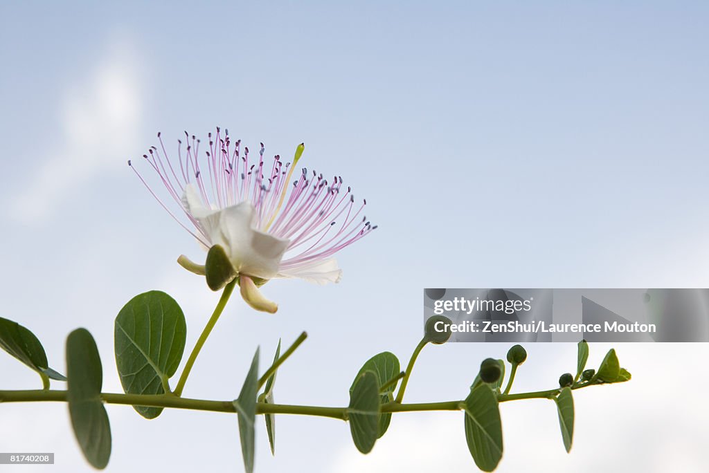 Eucalyptus branch in flower