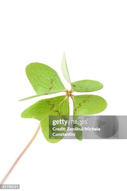 four-leaf clover, close-up - acederilla fotografías e imágenes de stock